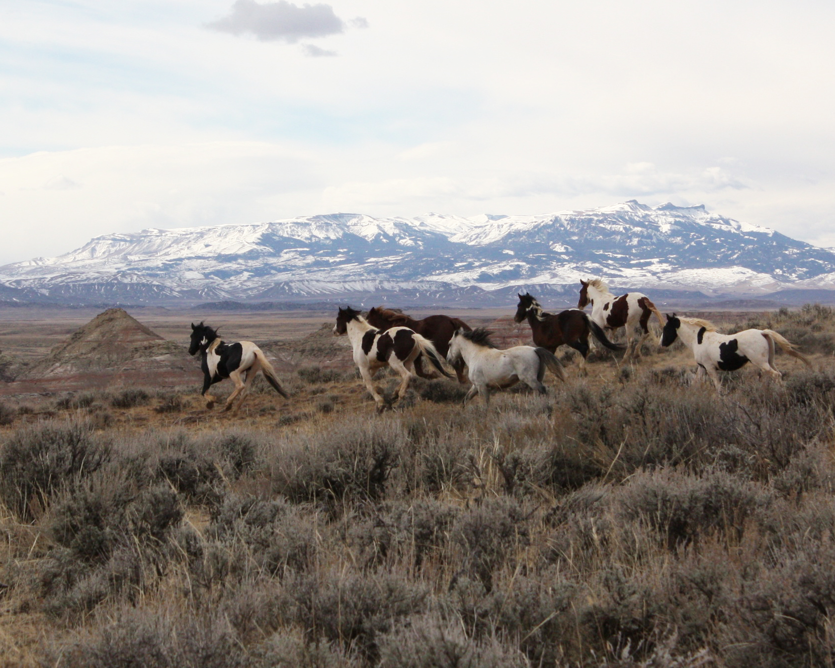 You Can Help More Wild Horses and Burros Find Good Homes