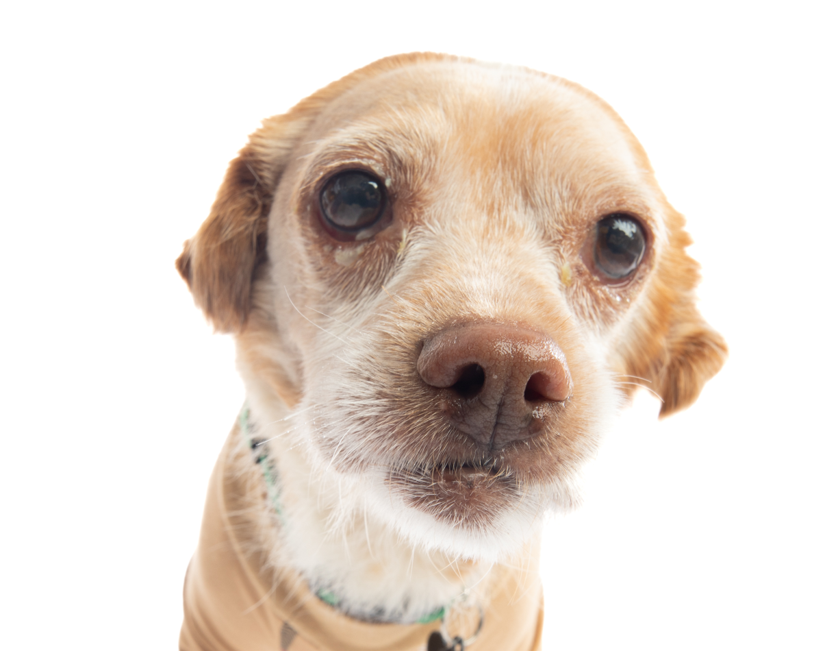 Your donation means so much to our mutts, thank you! Muttville Senior
