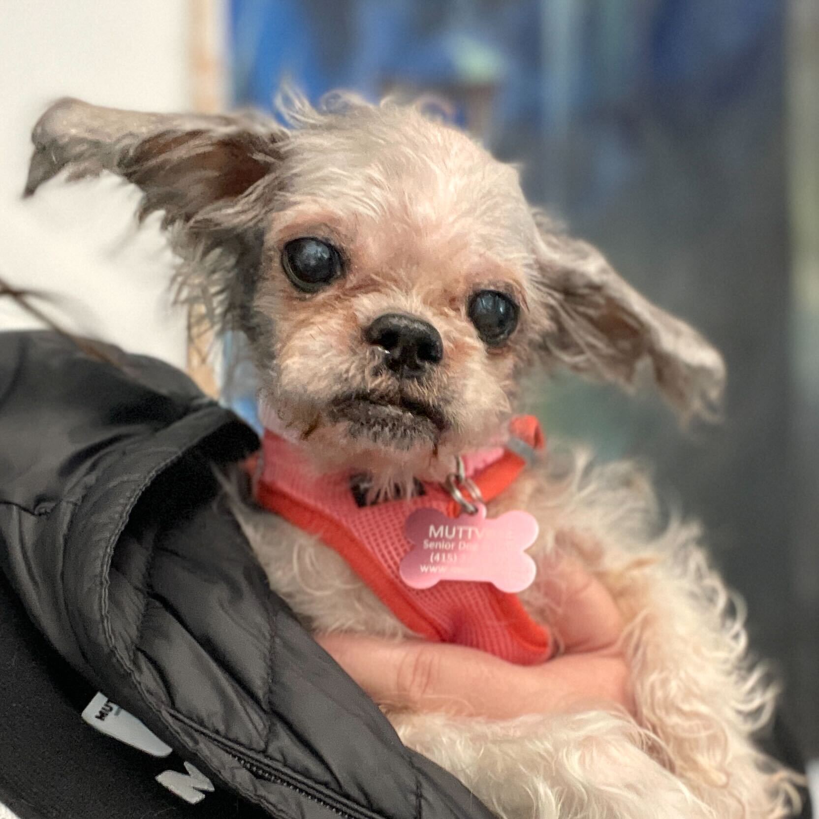 Your donation means so much to our mutts, thank you! Muttville Senior