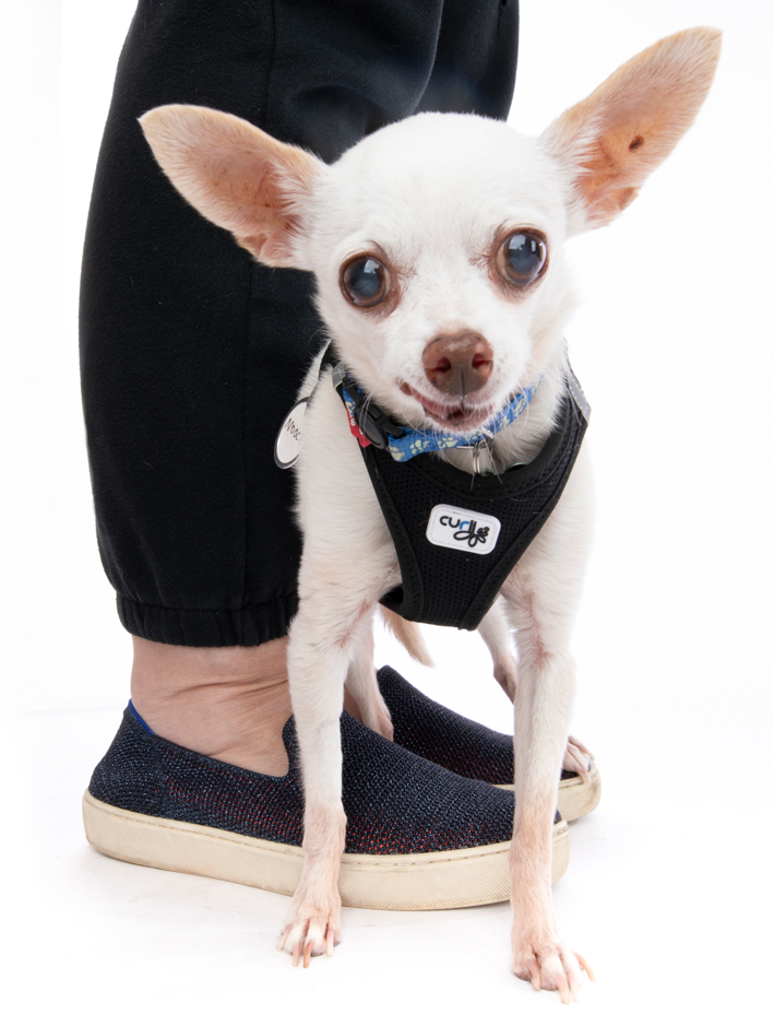 Your donation means so much to our mutts, thank you! Muttville Senior