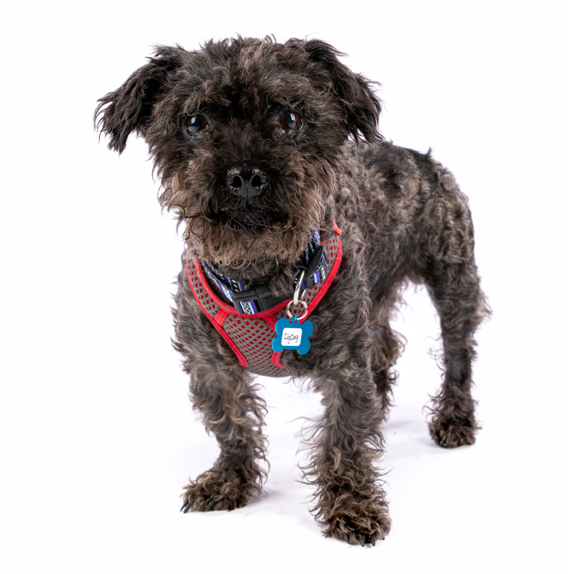 Your donation means so much to our mutts, thank you! Muttville Senior